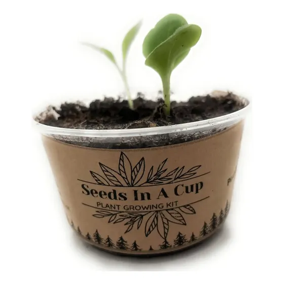 Kit Para Plantar Arveja Dulce Semillas Huerta Urbana